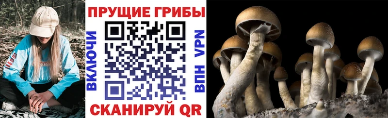 Галлюциногенные грибы Cubensis  KRAKEN маркетплейс  Назарово  как найти наркотики 